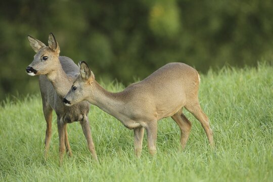 Roe deer, four and a half month old buck fawn (right) and doe in winter coat in meadow, Allg&auml;u, Bavaria, Germany