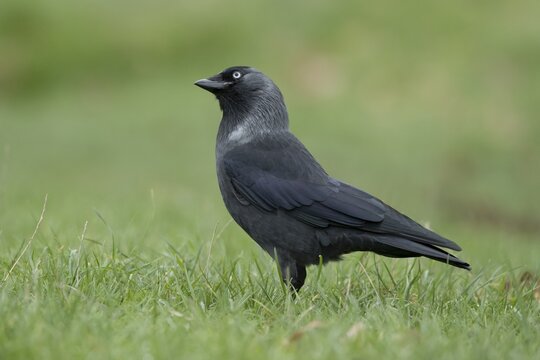 Jackdaw (Corvus monedula) adult corvid bird head portrait, England, United Kingdom