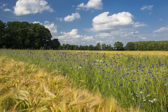 Cornflowers on a grain field in summer, Oldenburger M&uuml;nsterland, Goldenstedt, Lower Saxony, Germany