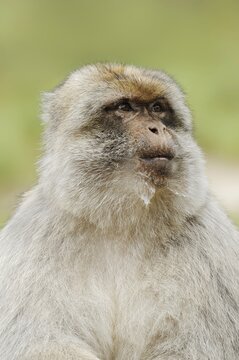 Barbary macaque (Macaca sylvanus), male, portrait, captive, occurring in Morocco, Algeria and Gibraltar