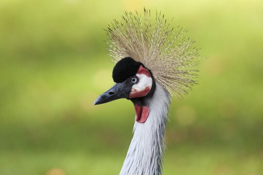 Grey Crowned Crane (Balearica regulorum), portrait, Captive