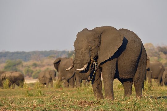 Elephants (Loxodonta africana), eating grass, Chobe National Park, Botswana