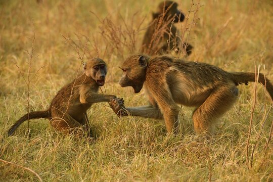 Chacma baboons (Papio ursinus), two young animals play together in the grass, Chobe National Park, Botswana