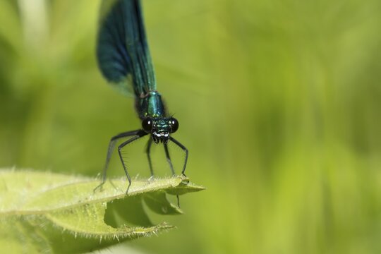 Banded demoiselle damselfly (Calopteryx splendens) adult male insect resting on a reed plant leaf in summer, Suffolk, England, United Kingdom
