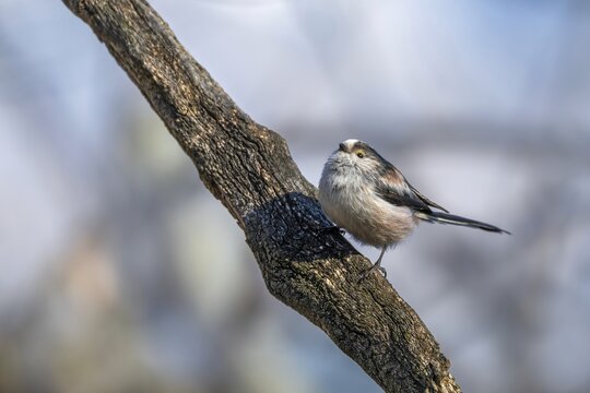 Long-tailed Tit (Aegithalus caudatus), Innsbruck, Tyrol, Austria