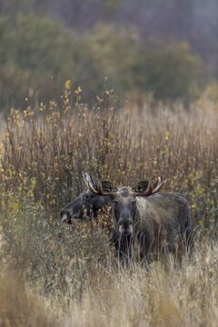 It only takes a few steps and the bull moose (Alces alces) and cow moose in the reeds are no longer visible to the observer, rutting season, moose rut, October, Denmark