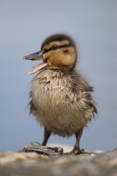 Mallard duck (Anas platyrhynchos) juvenile baby duckling bird quacking in spring, England, United KIngdom