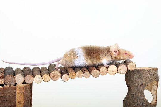 Fancy Mouse poised over a wooden bridge, a domesticated form of the House Mouse (Mus musculus)
