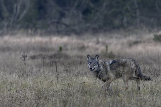 Encountering a wolf (Canis lupus) in the wild is always something special, shy, fearful, sceptical, unsettled, Denmark