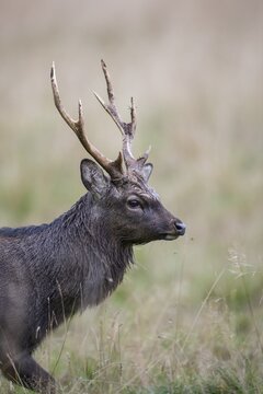 Portrait of a male Sika deer ( Cervus nippon) Klamptenborg, Copenhagen, Denmark