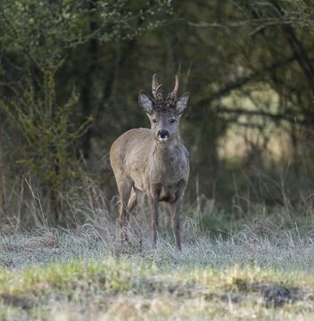 European roe deer (Capreolus capreolus), roebuck in winter coat, winter cover, one antler in the bast, one pole freshly swept still red from blood, no injury normal process, wildlife, Thuringia, Germany