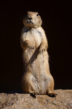 Black-tailed prairie dog (Cynomy ludovicianus) standing on a rock, France