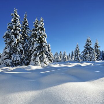 Snow-covered untouched winter landscape, snow-covered fir trees, Harz National Park, Saxony-Anhalt, Germany