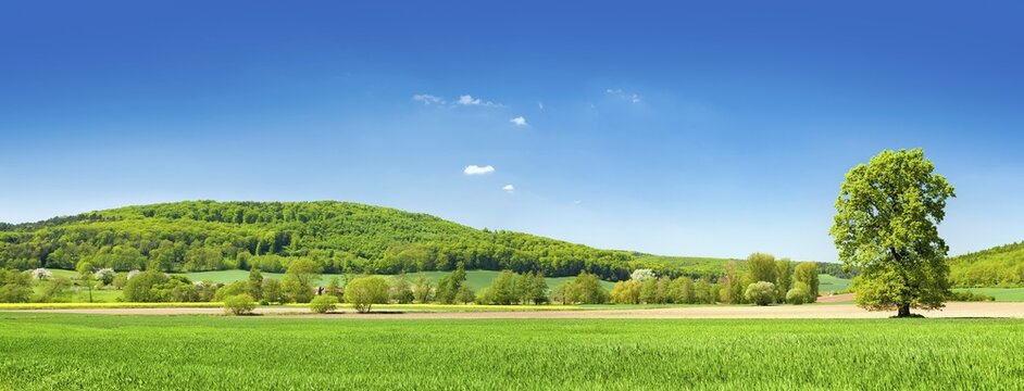 Panorama, cultural landscape in spring, green fields and forests, solitary Oak (Quercus), blue sky, Weserbergland, Lower Saxony, Germany
