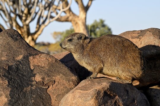 Klippschliefers (Procavia capensis), desert dormice or Klippdachs in the quiver tree forest near Keetmanshoop, Karas Region, Namibia