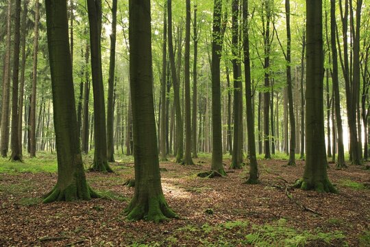 Mixed forest of spruce and large old beech trees, Reinhardswald, Hesse, Germany