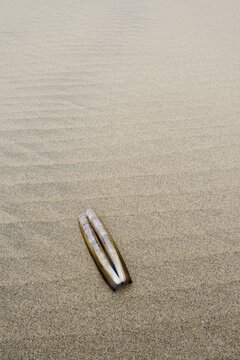 Atlantic jackknife clam (Ensis directus), mussel shell on the beach, South Holland, Netherlands