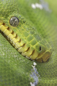 Green doghead boa or emerald green tree boa (Corallus caninus), portrait, captive, occurrence in South America
