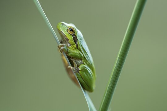 European tree frog (Hyla arborea), Zandvort, Netherlands