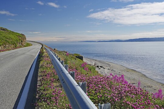 Narrow-leaved willowherb along a road leading along the fjord, evening primrose, Varanger Peninsula, Vads&ouml;, Lapland, Norway