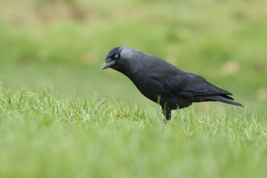 Jackdaw (Corvus monedula) adult bird on a garden lawn, Suffolk, England, United Kingdom