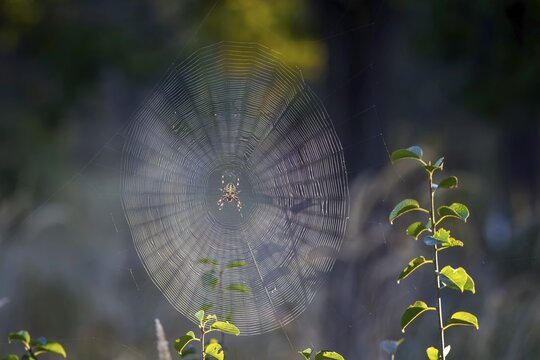 Cross spider (Araneus), garden cross spider (Araneus diadematus) wheel web, garden cross spider, autumn time, Indian summer, spider web, sticky-elastic thread, backlight, dawn, gardening, crawling spider, insect predator, Middle Elbe Biosphere Reserve, Saxony-Anhalt, Germany