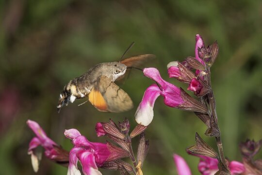 A dove tail (Macroglossum stellatarum) sucking nectar in flight from a blackcurrant sage (Salvia microphylla) flower, Baden-W&uuml;rttemberg, Germany