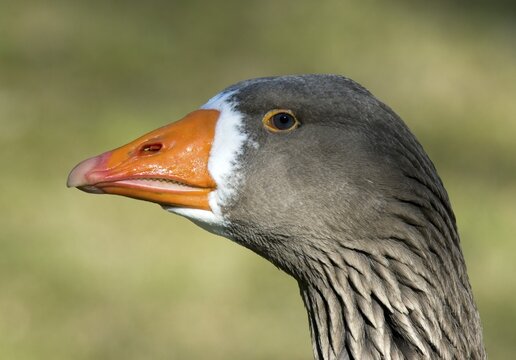 Greater White-fronted Goose (Anser albifrons), Ambras, Tyrol, Austria, Europe