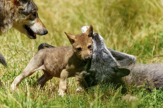 Puppies playing with a lying wolf in the grass, Timberwolf, wolf, American wolf, (Canis lupus lycaon), puppy, Germany