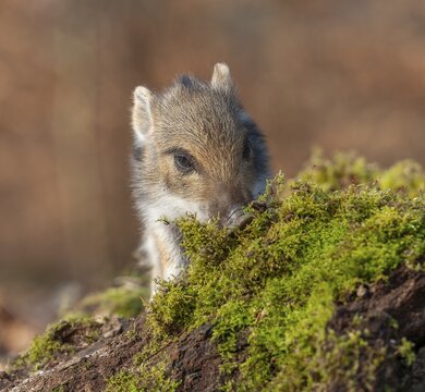 Wild boar, wild boar (Sus scrofa), young boar looking for food at an old tree stump in the forest, Germany