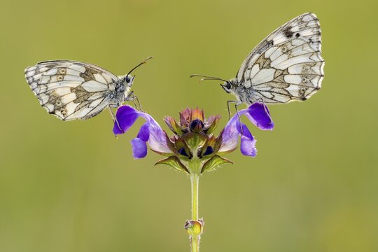 Checkerspot butterfly (Melanargia galathea) on Large Self-heal (Prunella grandiflora), Bad M&uuml;nstereifel, North Rhine-Westphalia, Germany