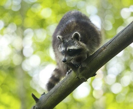 North American Raccoon (Procyon lotor), captive, Lower Saxony, Germany