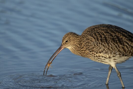 Eurasian curlew (Numenius arquata) adult wading bird with a crab for food in its beak, Norfolk, England, United Kingdom