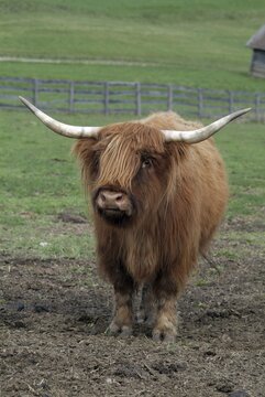 Scottish Highland Cattle (Bos primigenius f. taurus), Mieminger Plateau, Tyrol, Austria, Europe