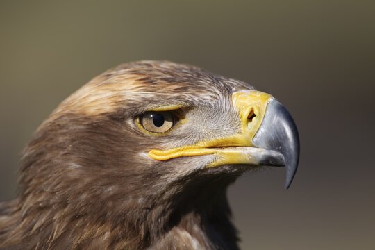 Steppe eagle (Aquila nipalensis) adult bird of prey head portrait, England, United Kingdom