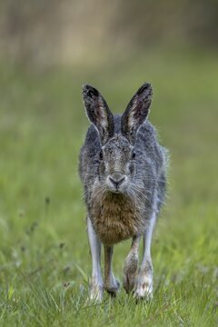 In the evening, the brown hare (Lepus europaeus) leaves its nest in the forest and hops to the nearby meadow, frontal view, Denmark