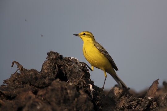 Yellow wagtail (Motacilla flava) adult bird on a farmland muck heap watching a fly in spring, Suffolk, England, United Kingdom