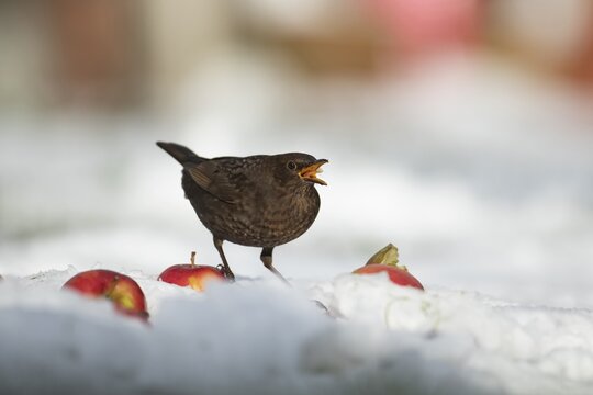 European blackbird (Turdus merula) adult female bird feeding on apples fruit on a snow covered garden lawn in winter, Suffolk, England, United Kingdom