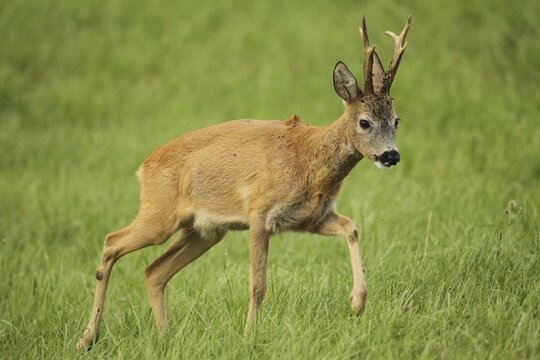 European roe deer (Capreolus capreolus) buck in red summer coat running across meadow, Lower Austria, Austria