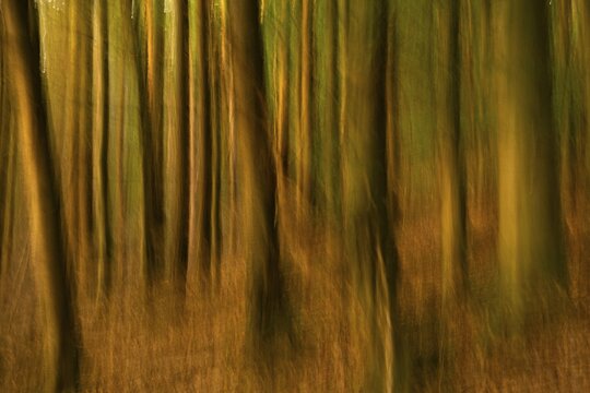 Forest at sunset. ICM (Intentional Camera Movement), blurred. Hollmuth, Neckargem&uuml;nd, Rhine-Neckar district, Baden-W&uuml;rttemberg, Germany