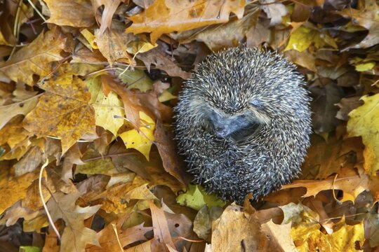 European hedgehog (Erinaceus europaeus) adult animal curled in a ball on fallen autumn leaves, England, United Kingdom