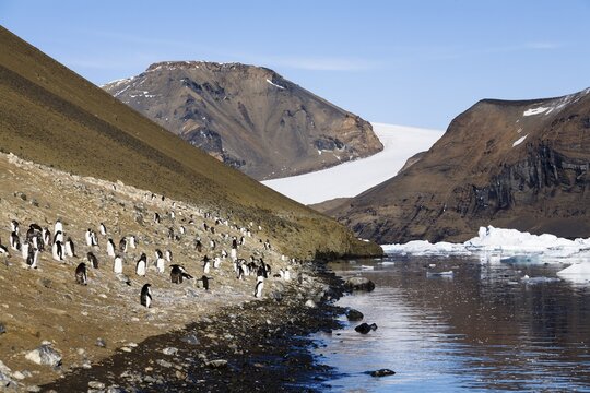 Ad&eacute;lie Penguins (Pygoscelis adeliae), Devil Island, Weddell Sea, Southern Ocean, Antarctica