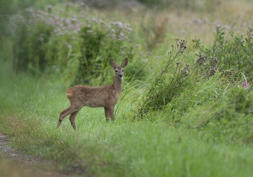 European roe deer (Capreolus capreolus), fawn standing on a field path, wildlife, Lower Saxony, Germany