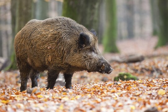 Wild boar (Sus scrofa)
