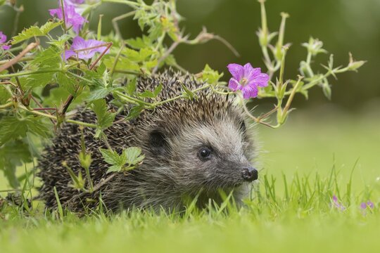 European hedgehog (Erinaceus europaeus) adult animal under a garden geranium flower in summer, Suffolk, England, United Kingdom