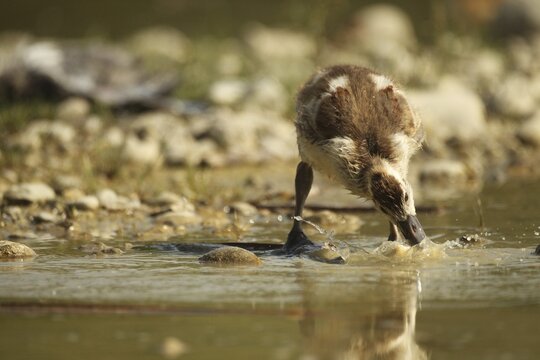 Egyptian goose (Alopochen aegyptiaca) young bird eating fish waste in a gravel pit, Allg&auml;u, Bavaria, Germany, Allg&auml;u, Bavaria, Germany
