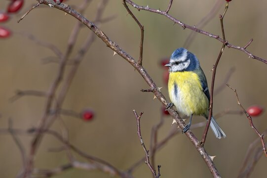 Blue tit (Parus caeruleus) sitting on a branch of an autumnal wild rose bush, Littlewood Ranch, Limbach, Burgenland, Austria