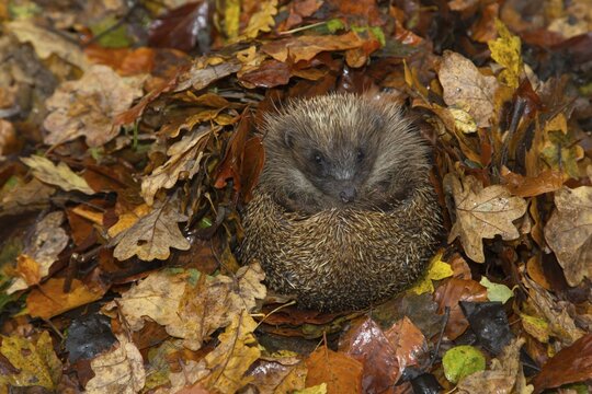 European hedgehog (Erinaceus europaeus) adult animal resting on fallen autumn leaves during hibernation, England, United Kingdom