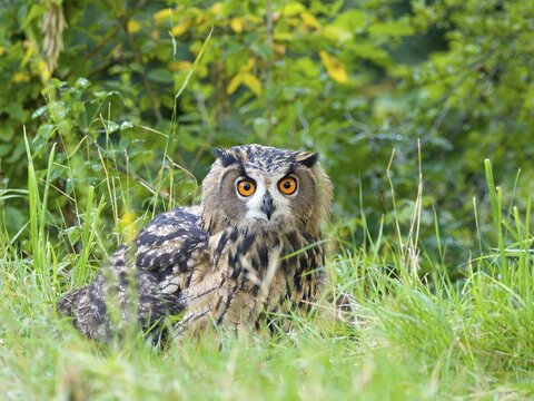 Eurasian eagle-owl (Bubo bubo), young bird sitting in the meadow, Wetzlar, Hesse