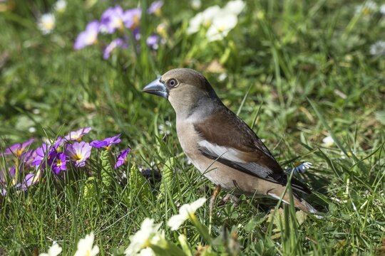 A female hawfinch (Coccothraustes coccothraustes) foraging in green grass, surrounded by purple and white primroses, Baden-W&uuml;rttemberg, Germany